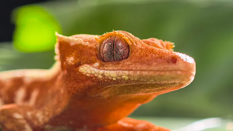 Θαύματα σε Macro